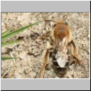 Andrena barbilabris - Sandbiene w18b 11mm - Sandgrube Niedringhaussee det.jpg